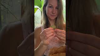 How to Harvest amp Separate Milkweed Seeds for Pollinator Gardens 🦋  Easy Seed Saving Tips [upl. by Bunder]