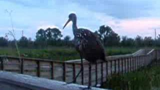 Limpkin Call as He Flies Off [upl. by Imoyaba]