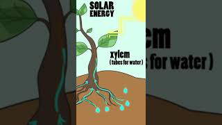 Photosynthesis  How Do Plants Produce Oxygen and Sugar  Science [upl. by Eltsyrc]