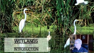 Wetlands Introduction  L101 [upl. by Liamsi196]