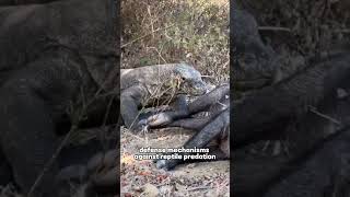 Komodo Dragon  Natures Astonishing and Terrifying Creature animals komodoindonesia [upl. by Neltiak]