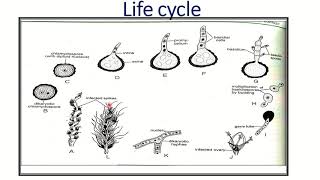 ustilago structure and reproduction Bsc part 1 paper 2 [upl. by Oicnedurp]