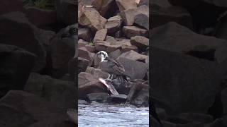 Osprey trying to catch big fish birds osprey nature shorts [upl. by Anelad]