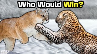 LEOPARD vs COUGAR  Who Wins [upl. by Ahsoek]