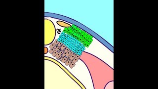 EMBRYOLOGY VIII Somitogenesis amp Differentiation Meet the Sclerotome Myotome Dermatome [upl. by Euqinim169]