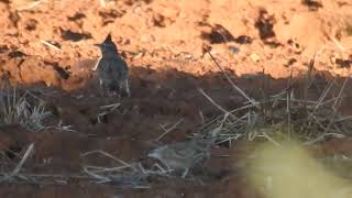 Galerida cristata  crested lark  cogujada común [upl. by Hands]