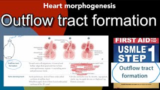 Outflow tract formation in HindiUrdu by first aid for USMLE step 1 [upl. by Muldon]