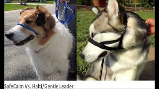 Compare First Time Using SafeCalm Collar to First Time Using HALTI Head Collar [upl. by Azilef339]