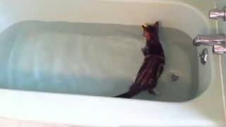 Toby the Bengal Cat swimming in bathtub [upl. by Evvy]