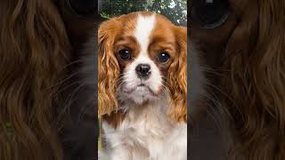 Puppy Cavalier King Charles Spaniel Growing Up [upl. by Ebonee]