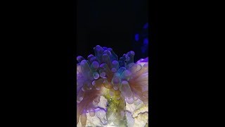 Frogspawn Euphyllia fragment split after tank change [upl. by Azilanna]