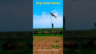 Kamal ka dog he dogs cute shorts dosti [upl. by Castara]