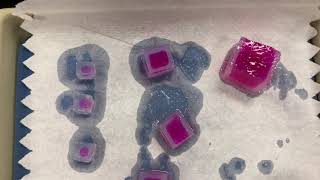 Agar Cube Diffusion Lab [upl. by Waverley]