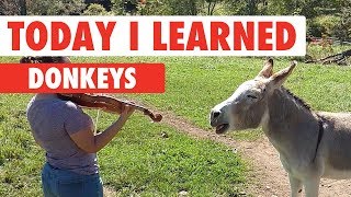 Today I Learned Donkeys [upl. by Lucina]