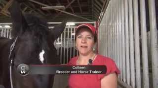 Horse breed 101  The Percheron [upl. by Marylou]