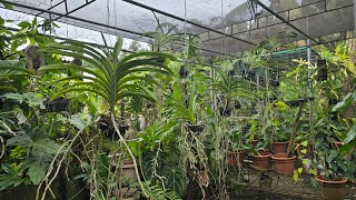 How to set up properly Vanda Sanderiana in the Garden  Collections  Natives  V282 [upl. by Lotta]