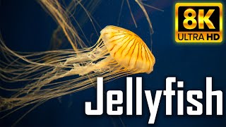 Beautiful jellyfish In 8K UHD  With Relaxing Music Calm Music [upl. by Terrye]