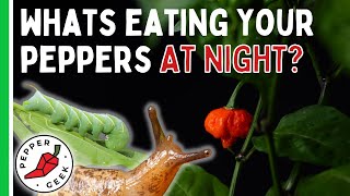 Whats Eating Your Pepper Plants At Night  Pepper Geek [upl. by Ehttam]