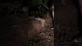 Two Toed Sloth In The Road animals sloth nature [upl. by Fatimah218]