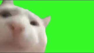 Cat Vibing Meme Green Screen  1 Hour [upl. by Ellenrahc]