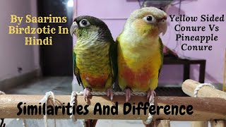 Similarities amp Difference Between Yellow Sided and Pineapple Conure By Saarims Birdzotic In Hindi [upl. by Hedveh647]