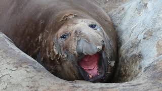 Elephant Seal Sneeze [upl. by Ahsitruc886]