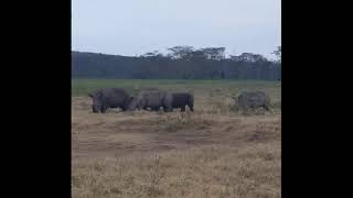 🦏✨ Rhino Sightings A Rare Gem in Kenya [upl. by Dominic]