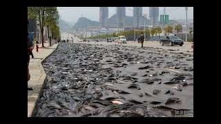 Amazing Fish Rain 2018 l FISH RAIN DOWN FROM SKY l Mexico 2017 IWow  Amazing Fish Rain like [upl. by Nee]