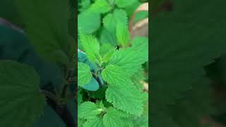 How to Harvest Nettle [upl. by Carmon]