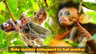 The baby monkey was abandoned by the mother monkey and was eventually kidnapped by the bad monkey [upl. by Ailedamla]