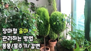 율마 키우기 3가지만 기억하세요갈변했던 율마가 이렇게 파릇해요Pruning of Goldcrest Wilma [upl. by Dumas282]