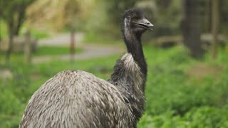 Australian Emu  Native Birds Of Australia The Emu Bird  HD [upl. by Brandt512]