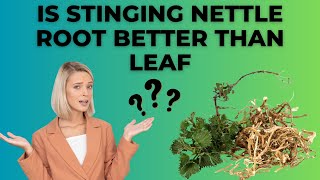 Is Stinging Nettle Root Better Than Leaf [upl. by Nnair]