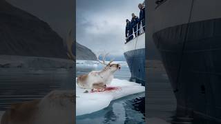 A touching story about an injured reindeer begging a sailor to save him [upl. by Ahseiyt]