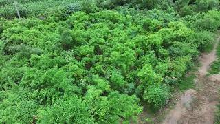 Compensatory Afforestation Sites 1 Ahmedabad Metrorail Project Phase 2 [upl. by Eselahc979]