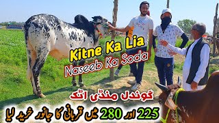 Gondal Mandi Attock Latest Update 13 May 2024  Naseeb Ka Soda Bakra Eid Qurbani  Cow Mandi [upl. by Rimisac]