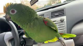 Parrot Talking  Amazon Parrot [upl. by Assina]