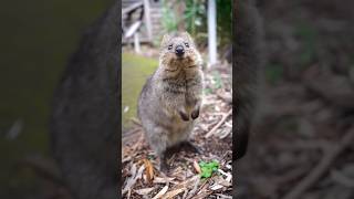 Quokkas Smile quokka quokkas australia [upl. by Ervin698]