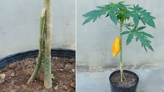 How to Propagate and Graft Papaya trees to produce large fruits [upl. by Ecydnarb660]