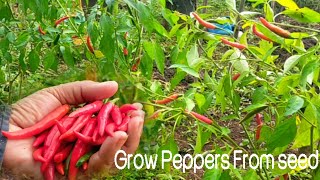 Guide to Growing Peppers Tips and Tricks for a Bountiful Harvest [upl. by Garvin]