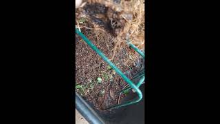 ELIMINADO NEMATOIDES DO BONSAI [upl. by Ellak254]