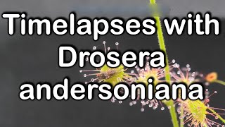 Timelapses with fly catching sundew Drosera andersoniana [upl. by Lleroj]