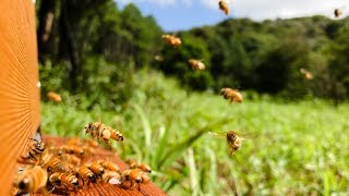 Flight of the honeybee [upl. by Mitzi322]