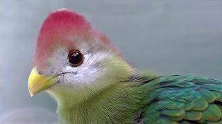 Redcrested Turaco  Exotic Birds [upl. by Davey]