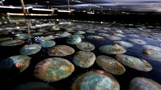 Yumbah Aquaculture Abalone Farm Tour [upl. by Airekat]