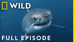 Killer Shark vs Killer Whale Full Episode  Nat Geo Wild [upl. by Lazor]