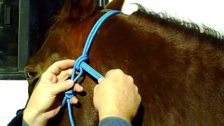 How To Properly Tie Your Rope Halter [upl. by Noyk]