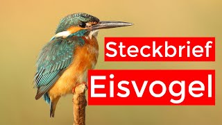 der Eisvogel  Steckbrief  Aussehen Ruf Verbreitung und mehr [upl. by Aneger347]