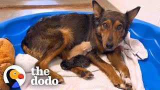 Mama Dog Who Lost Her Puppies Was Heartbroken Until She Got Kittens  The Dodo [upl. by Drobman]