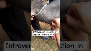 Intravenous injection in jugular vein l dr Umar khan [upl. by Zacks580]